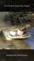 Crocodile Eats Pig Head #shorts #animals #wildanimals