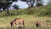 Wildebeest Was Injured And Defeated By Cruel Animals