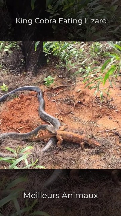 View of King Cobra Eating, Swallow Lizard #short #animals - video Dailymotion