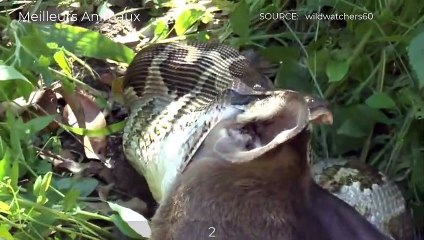 Python Hungry And Greedy, Can Eat Larger Prey Many Times