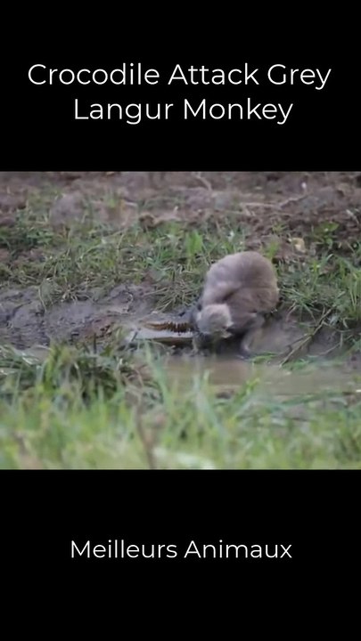 Crocodile Attack Grey Langur Monkey