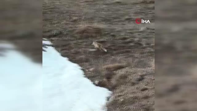 Soğukta aç kalan tilkiye marketten aldığı verdi: Gel oğlum, gel kızım bak et orada