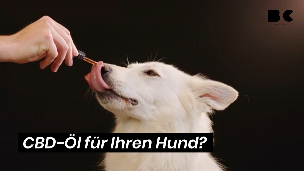 CBD-Öl für Ihren Hund?