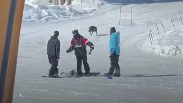 Wild boar charges down ski slope and attacks snowboarders in Japan