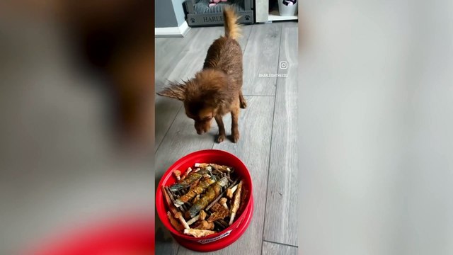 My dog saved my life - now we're performing together at Crufts