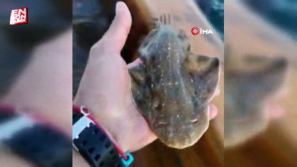 Çanakkale'de yakalanan köpek balığı teknede doğum yaptı