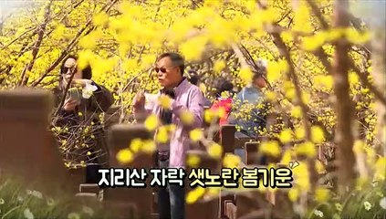 [영상구성] 설레는 봄…산수유 꽃 활짝