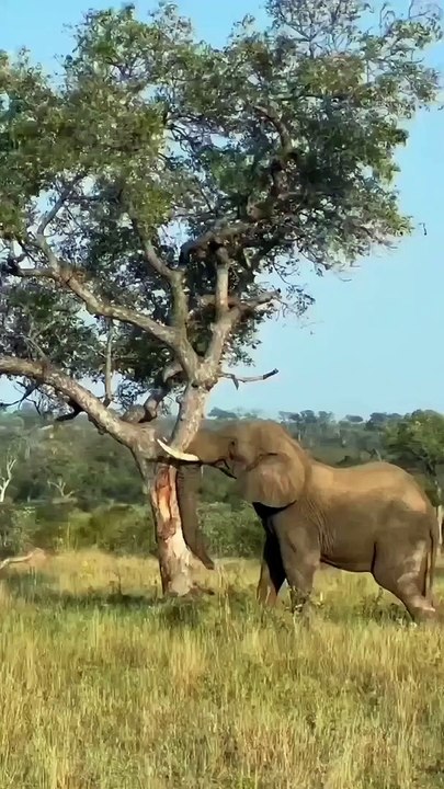 Elephant enjoy with tree