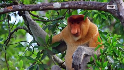 Wildes Südostasien: Im Reich der Flugdrachen (2/2) | Doku HD