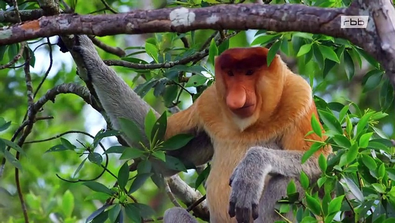 Wildes Südostasien: Im Reich der Flugdrachen (2/2) | Doku HD
