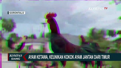 Ayam Ketawa Curi Perhatian Warga Gorontalo, Berkokok Seperti Tertawa Manusia