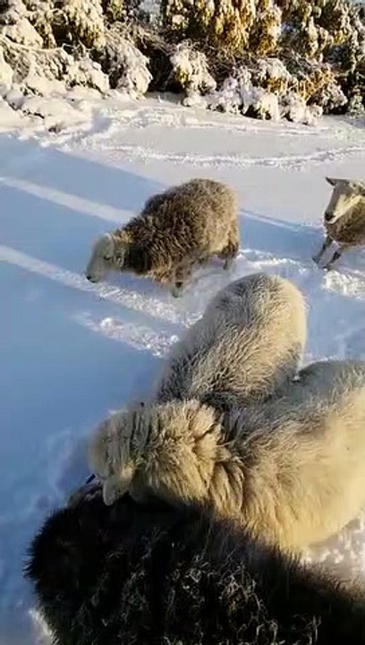 Sheep enjoying a snowy breakfast at Ballakilpheric