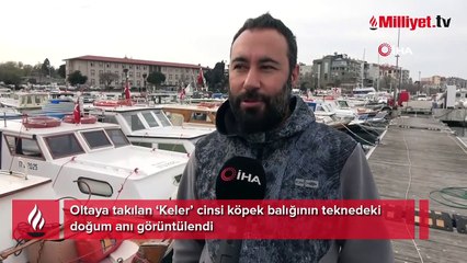 Nesli tükenmekte olan köpek balığı teknede doğum yaptı