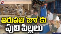 Four Tiger Cubs Shifted To Tirupathi Zoo Park As Mother Tiger Was Not Found | Nandhyal | V6 News