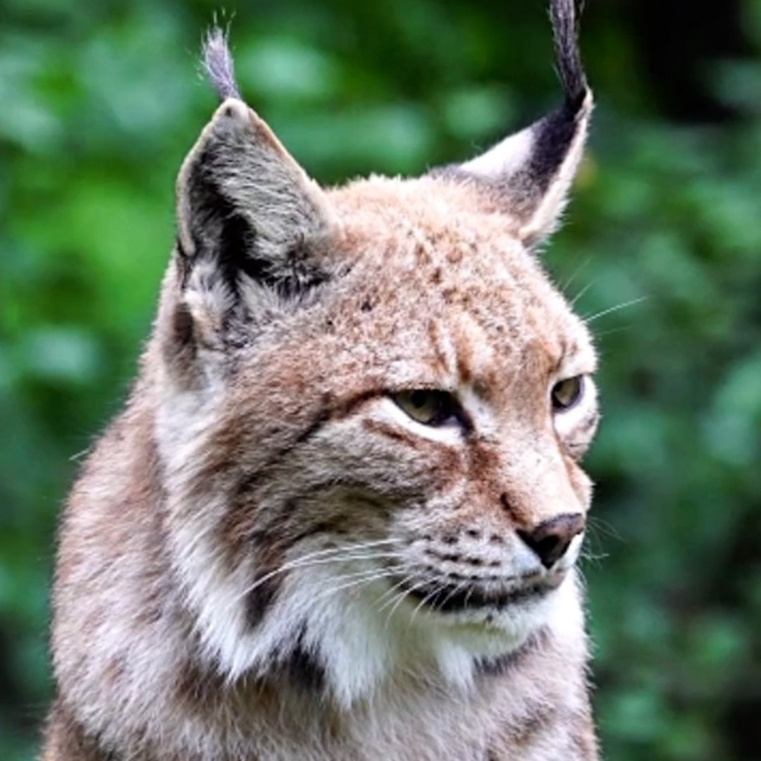 Top 5 Des Animaux Les Plus Rares Au Monde