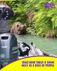 Beautiful bear takes a dip in the wild