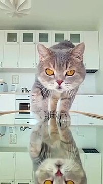 Are there several reasons why people get cats- Do you know them- Share in the comments#cats #kitty