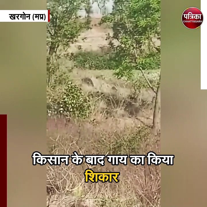 किसान के बाद गाय का किया शिकार