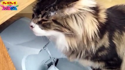 ضحك متواصل مع عائلات القطط في أفضل فيديو كوميدي جديد 2023