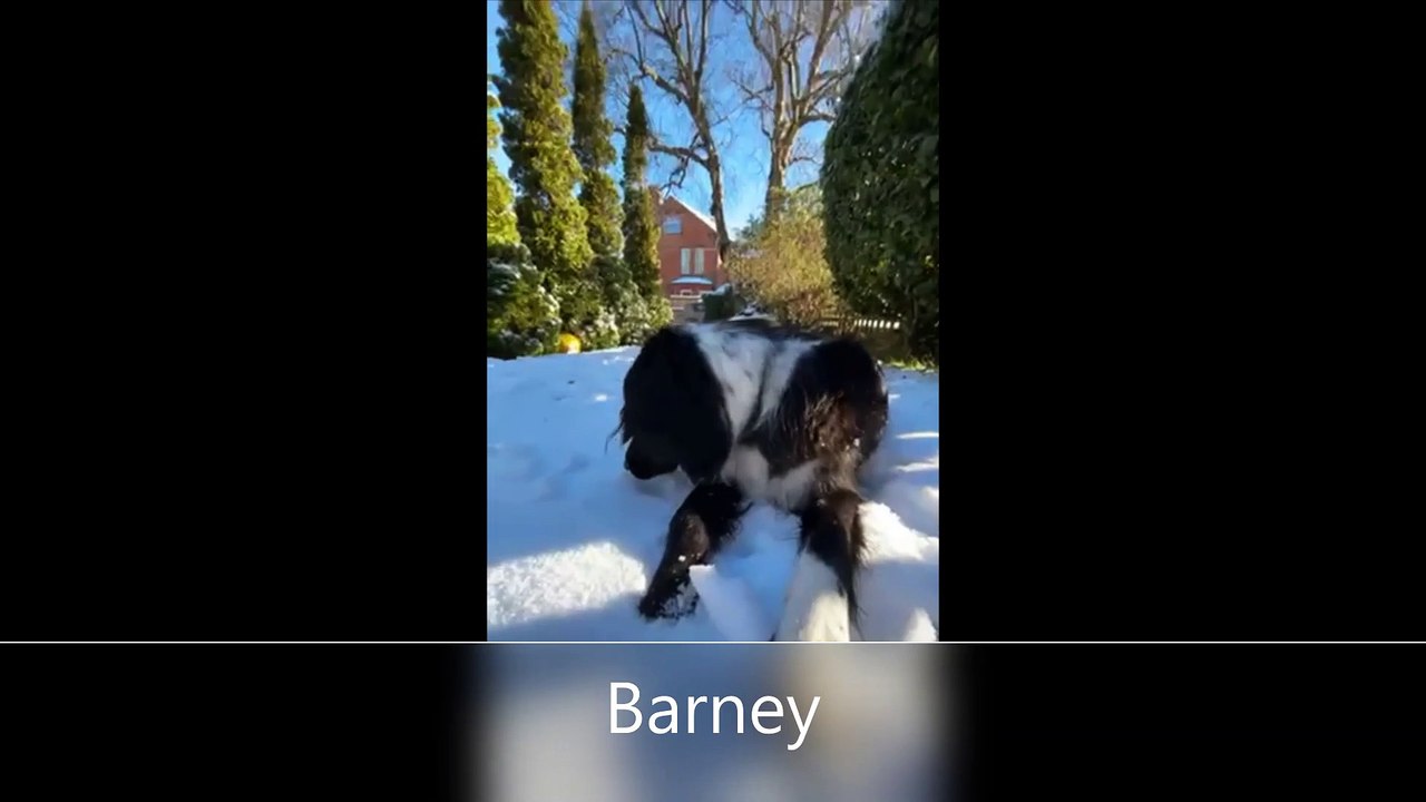 Dogs in the snow