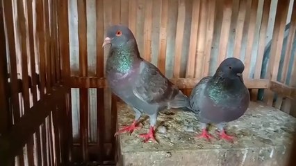 AJAIB ! Racikan Jamu Merpati Paling Ampuh