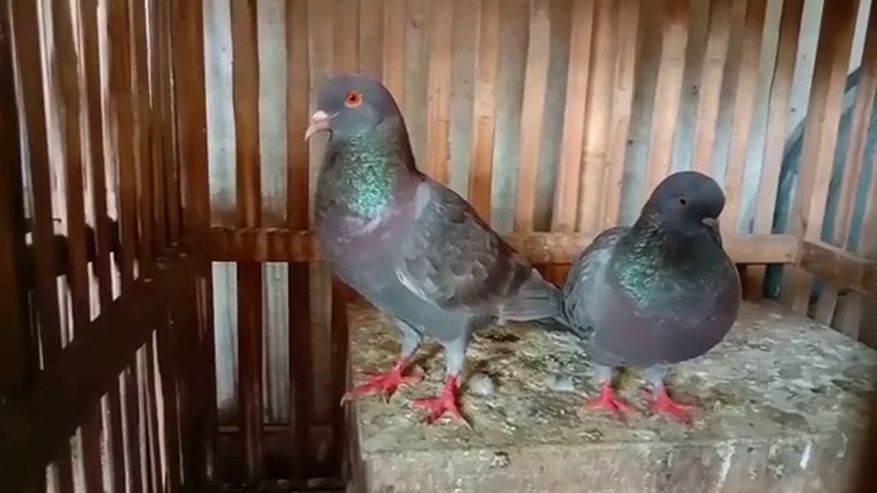 AJAIB ! Racikan Jamu Merpati Paling Ampuh
