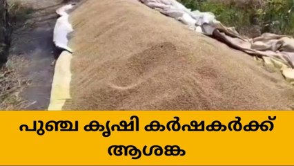 കുട്ടനാട്ടിൽ പുഞ്ചകൃഷി വിളവെടുപ്പ് പുരോഗമിക്കുന്നു; കർഷകർ ആശങ്കയിൽ