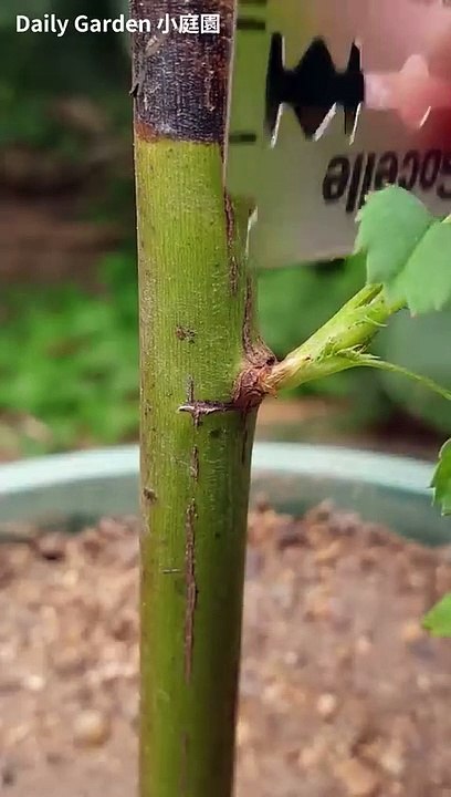 Rose grafting-Bark grafting
