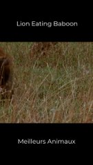 Poor Baboon! Lion Hunting And Eat Baby Baboon
