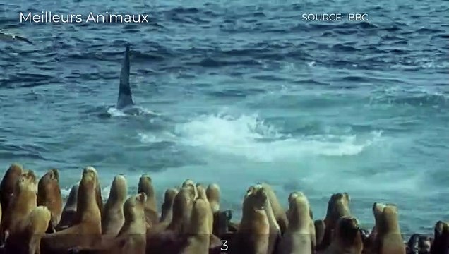 Seal Can Not Escape From Hungry Polar Bear And Killer Whales