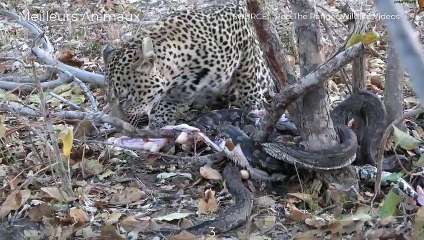 Python Was Injured By Their Prey And Enemies