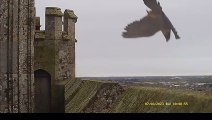 Pigeons have lucky escape from swooping Peregrine Falcon at Chichester Cathedral