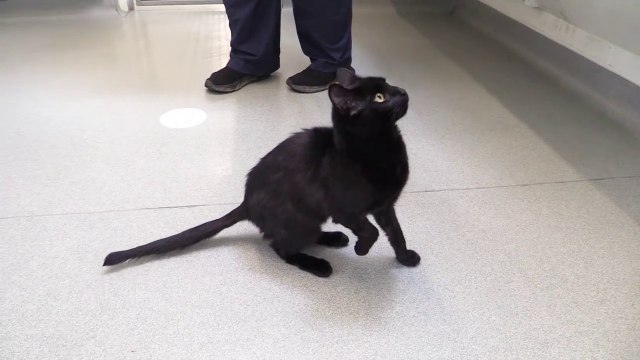 Cats needing homes at RSPCA Bluebell Ridge, East Sussex (Winston)