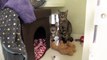Cats needing homes at RSPCA Bluebell Ridge, East Sussex (Kristen & Heidi)