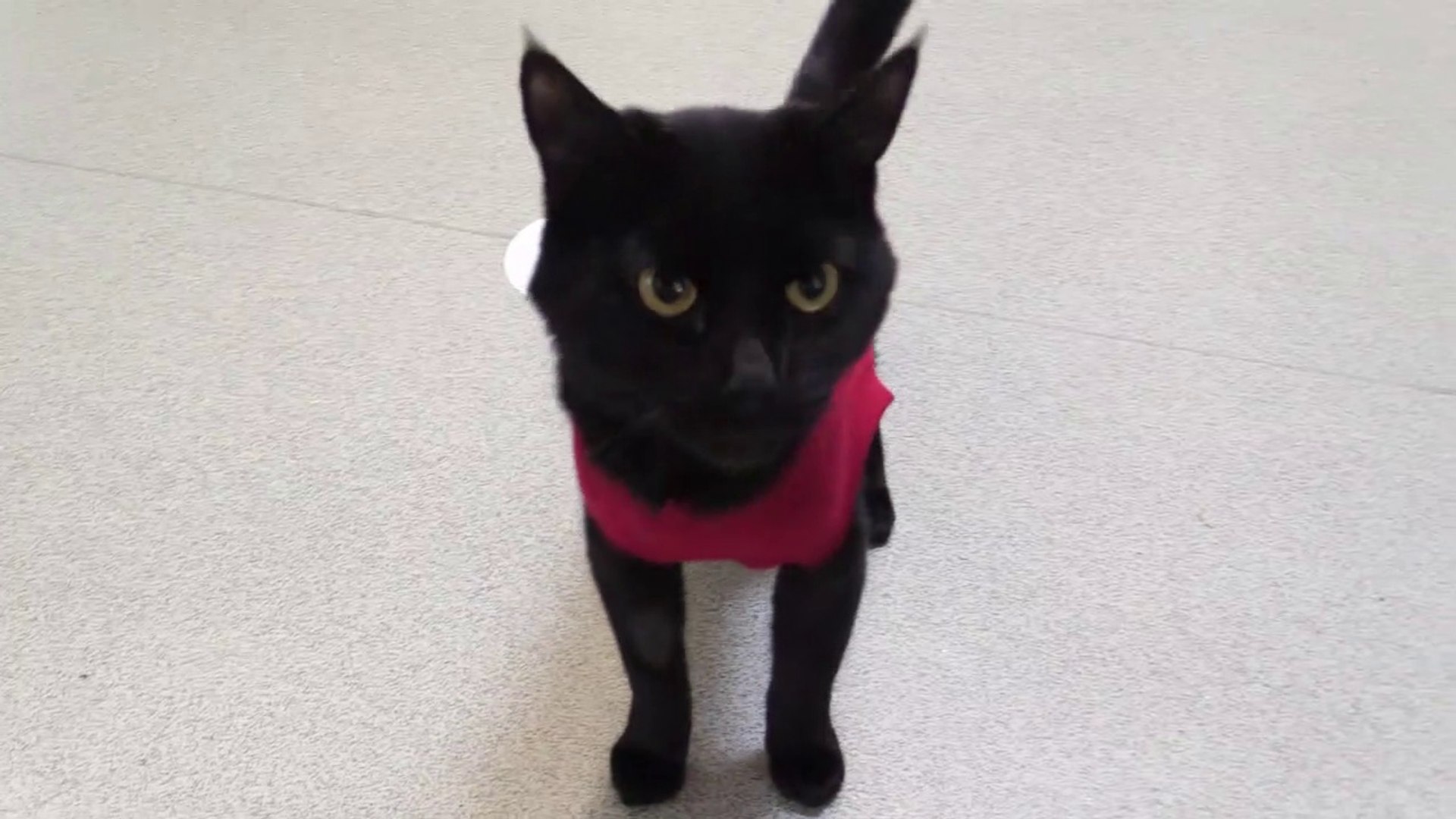 Bluebell ridge sales rspca cats home