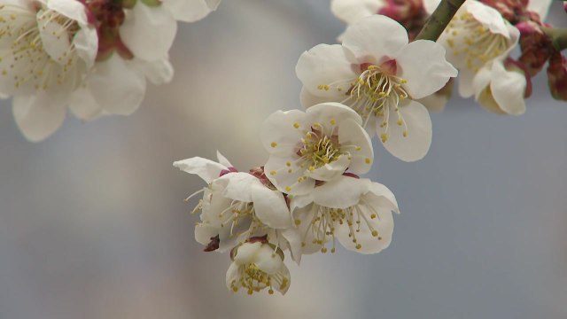 꽃으로 물든 남녘...4년 만에 맞이하는 '노 마스크' 봄꽃 축제 / YTN