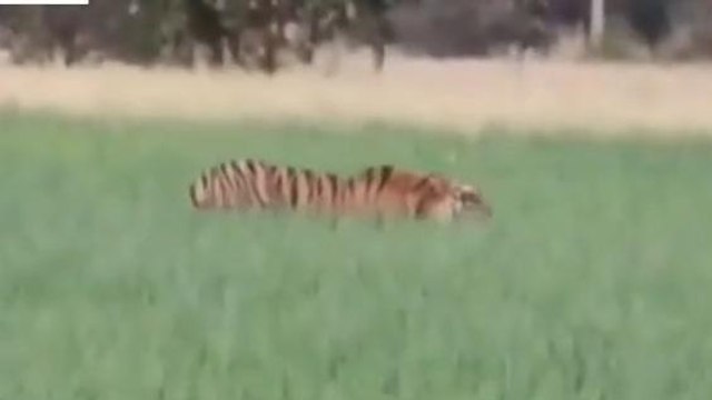 बाघ का आतंक जारी,किसान के बाद किया बछड़े पर हमला,इलाके में दहशत का माहौल
