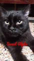 My Sweet Cat Alpha -Black Cat -SWEET ALPHA