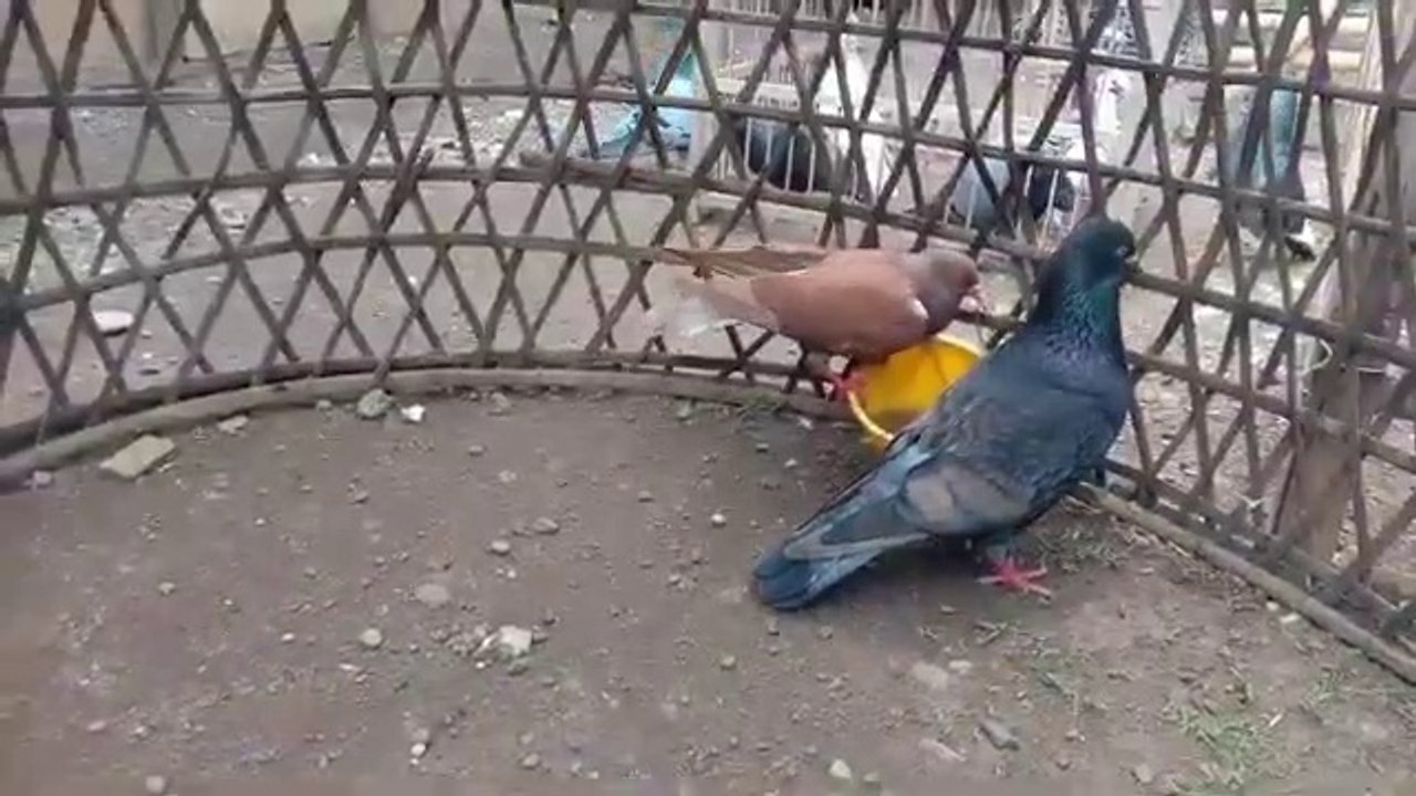 Bukan Rahasia ! Inilah Tanaman Paling Bermanfaat Bagi Merpati