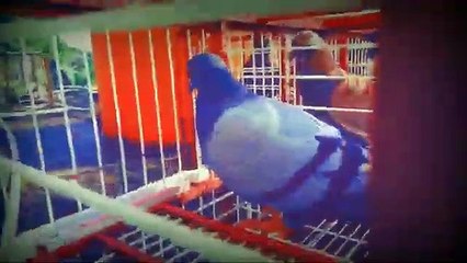 Cara Agar Merpati Tidak Mudah Lelah