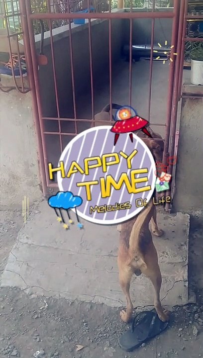 Funny dog