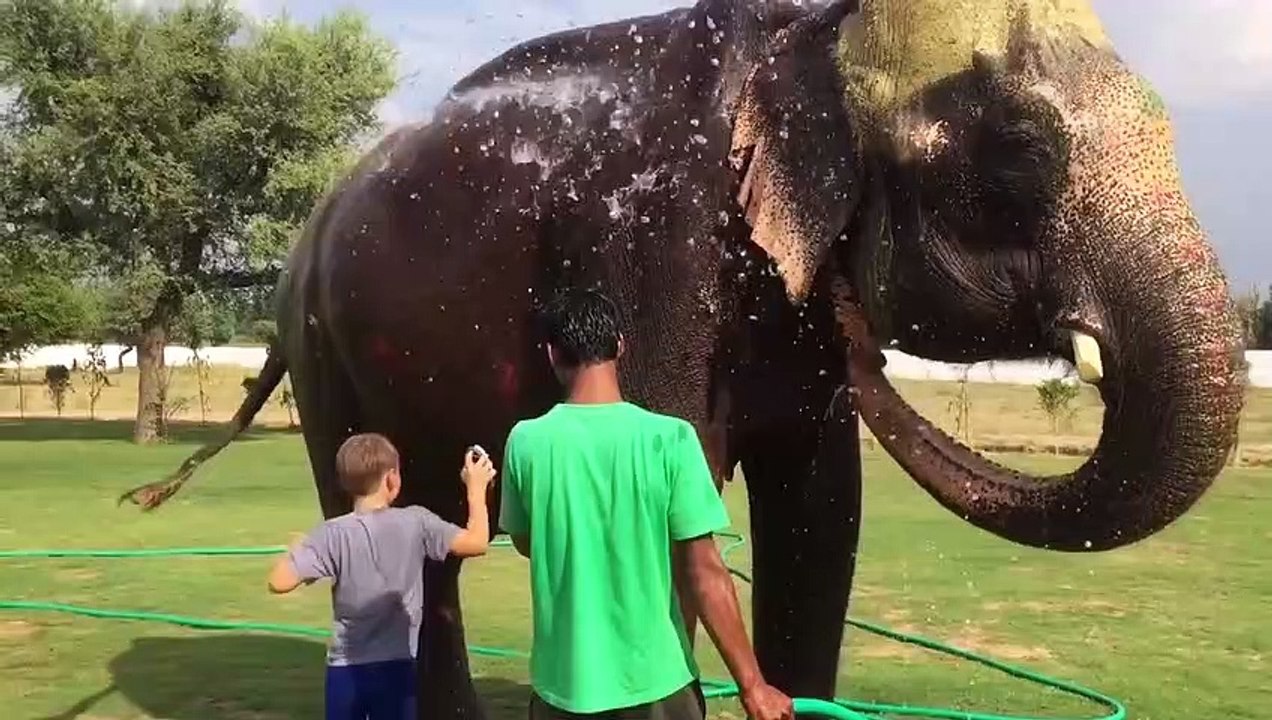 Elephant funny video