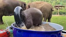 Top Ten Baby Elephants funny video