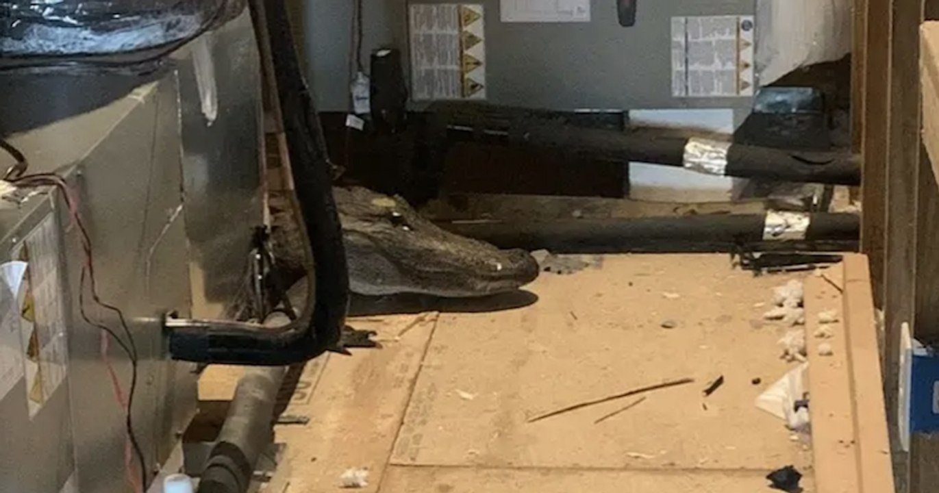 États-Unis : un ouvrier découvre un alligator vivant dans le grenier d'une maison