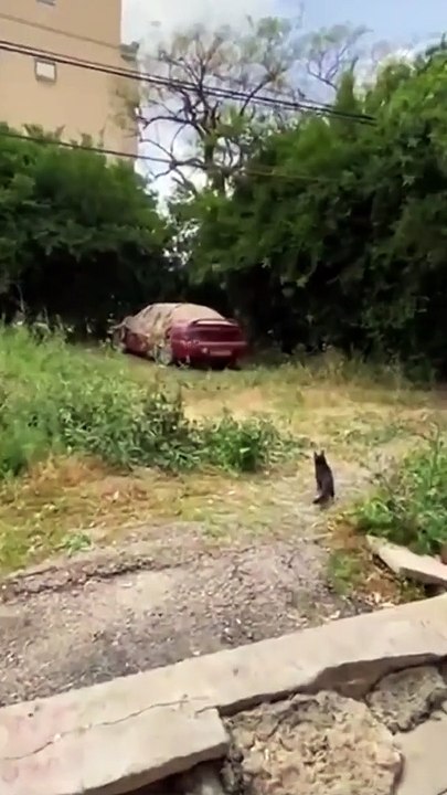 Ce chat passe un sale moment avec tous ces corbeaux méchants