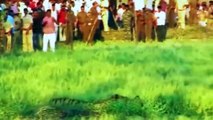 Tiger Hunting Cows While Pregnant - What Will Happen To The Tiger After The Villager's Cattle Attack