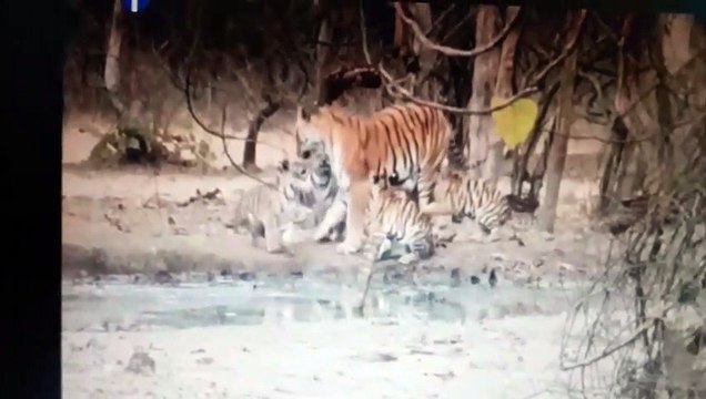 देखिए पेंच में चार शावकों के साथ पाटदेव बाघिन