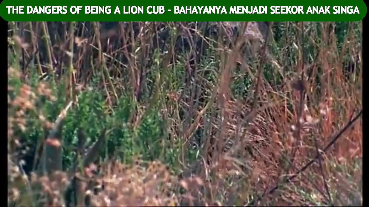 THE DANGERS OF BEING A LION CUB