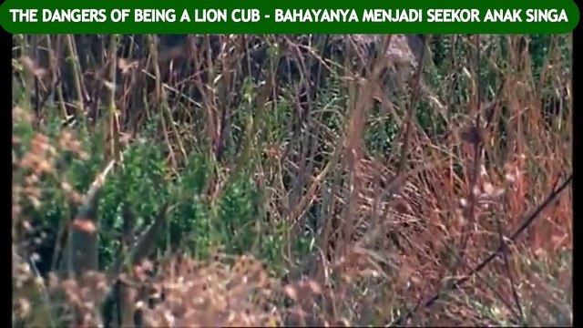THE DANGERS OF BEING A LION CUB