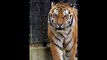 Sunda Island Tiger Facts #dailymotionshorts #animals #viral #shorts #short